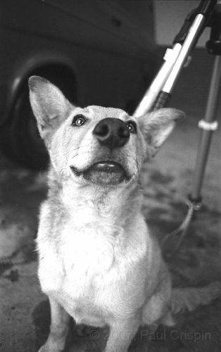 © Copyright Paul Crispin - photograph of British soldiers in Belfast during 1986