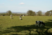 photograph of cattle grazing