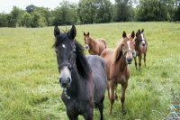 photograph of four horses